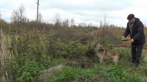 Позвонили, Провалилась, Вытащил, Накормил, Колодец закрыли...