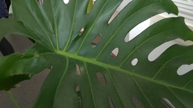 Монстера в детской поликлинике смотреть онлайн