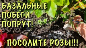 БАЗАЛЬНЫЕ побеги ПОПРУТ! Просто ПОСОЛИТЕ РОЗЫ!