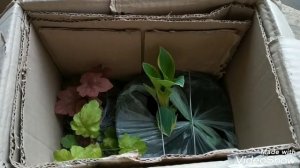 У меня новые гейхеры! Двадцать разных сортов!