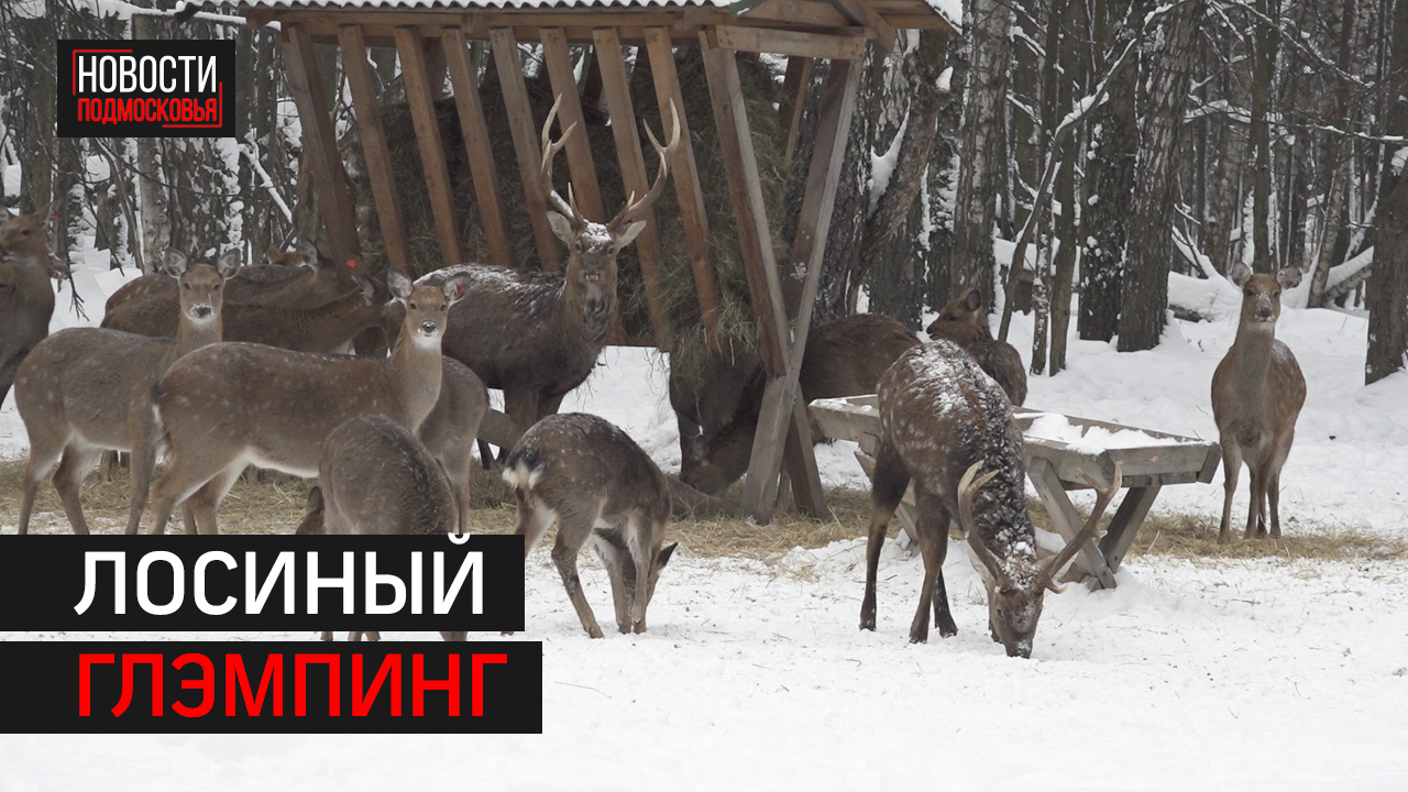 В нацпарке «Лосиный остров» развивается экотуризм.