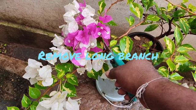How to prune Bougainvillea branch. multy colour bougainvillea Bonsai | white and pink flowers смотреть онлайн