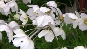 Ветреница (Анемона).  Дачные картинки 2022.