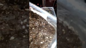 Как растет броваллия. Броваллия из семян.