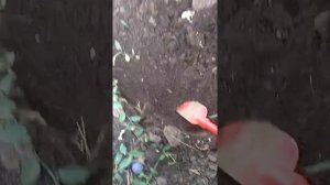 Хороним хомячка