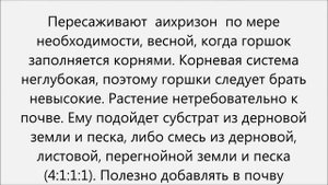 Аихризон уход.Аихризон домашний уход