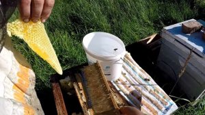 Супер сюрприз от средне - русской пчелы ( Медовая рыбка)