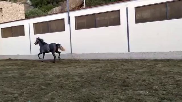 МОЛОДАЯ ЛОШАДЬ ПЕРСПЕКТИВНАЯ В ВЫЕЗДКУ АНДАЛУЗ QUIJANO смотреть онлайн