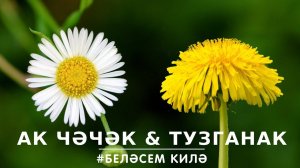 БЕЛӘСЕМ КИЛӘ: ак чәчәк һәм тузганак / Ромашка и одуванчик / Chamomile &amp; Dandelion