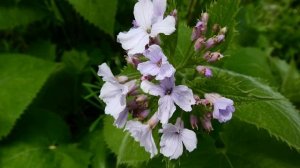 Лунник цветок — однолетний и многолетний виды растения