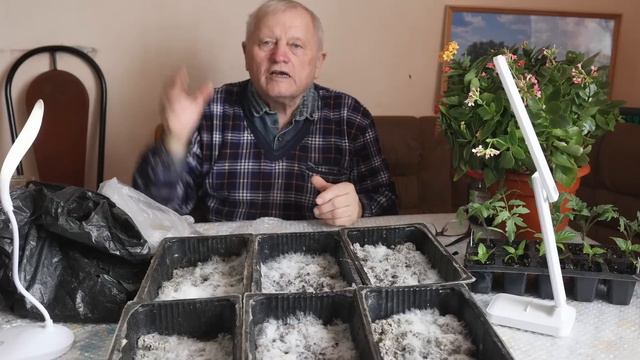 Как правильно закопать рыбку под корень томата, чтобы в разы поднять урожай. Морская Наливочка.