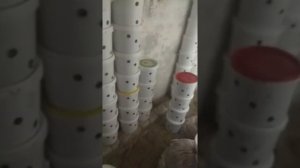Грибы вешенка в ведрах мицелий свой