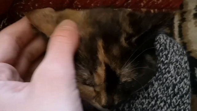 ИГРАЮ С КОТЕНКОМ ПО ИМЕНИ МУСЯ)) смотреть онлайн