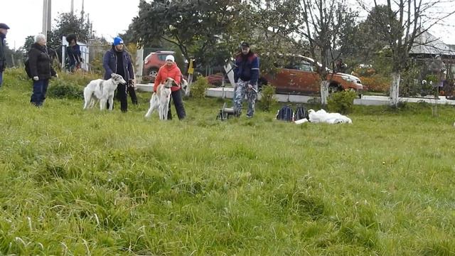 Соревнования по бегам борзых 2017 Беларусь смотреть онлайн