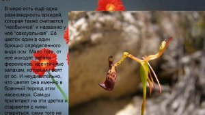 10 самых необычных цветов мира.