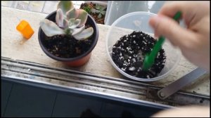 Succulent Unboxing video #15   (How to deal with plants that suffer root rot) / Whilly