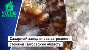 Сахарный завод вновь загрязняет стоками Тамбовскую область.