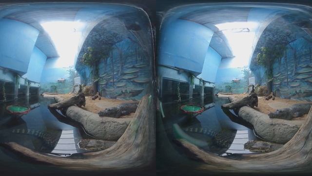 3D Virtual Tour In Aquarium ! Bats , Alligator and more VR Videos 3D SBS [Google Cardboard VR Box]