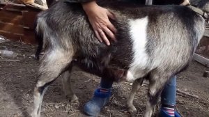 Определяем беременность козы в 3,5 месяца...