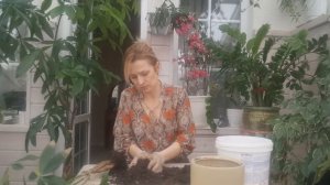 ПАХИРА ВОДНАЯ- МАЛАБАРСКИЙ КАШТАН