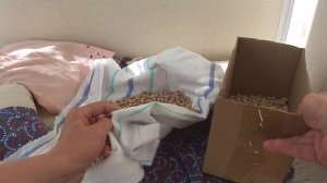 Подушка из вишневых косточек своими руками, грелка из косточек черешни или вишни