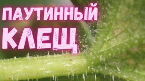 Паутинный клещ. Самый экологичный способ уничтожения паутинного клеща в теплице и парнике