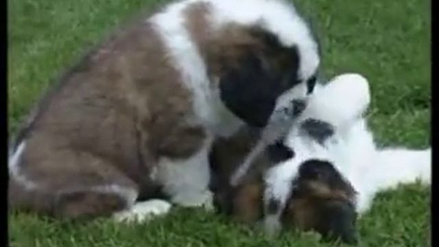 Происхождения собаки.flv смотреть онлайн