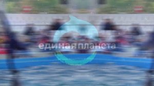 Шоу "Единая планета", клип. Одесский дельфинарий НЕМО