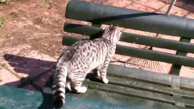 Кошачьи радости смотреть онлайн