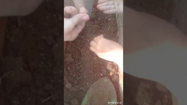 Сажаем петрушку и розмарин смотреть онлайн