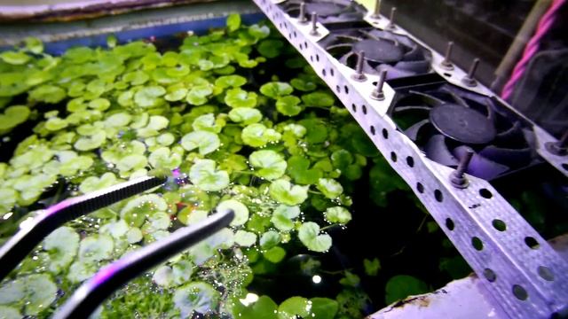 Пропустил подмену, и последствия не заставили себя ждать (Аква Хижина, выпуск 121) смотреть онлайн