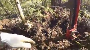 С МАШИНОЙ БЕДА..! ''ЛЕТНИЕ РАСКОПКИ'' МЕДВЕДЬ РАЗРЫЛ ПОЛЯНУ! Встаю на ремонт