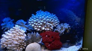 "Псевдоморе" в угловом панорамном аквариуме