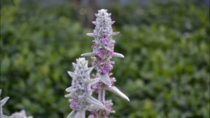 Стахис  - Чистец шерстистый или Овечьи ушки