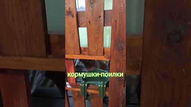 Универсальные кормушки-поилки для коз смотреть онлайн