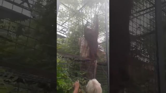 Звезда Тайгана Дана и посетители! смотреть онлайн