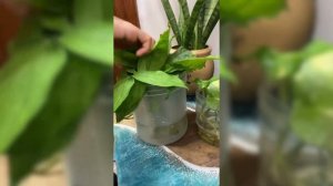 HOW TO PROPOGATE SYNGONIUM FROM CUTTINGS in WATER ! #propogating #syngonium #vsbgarde