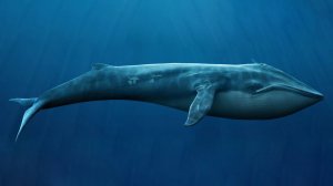Краснокнижное животное - Синий кит