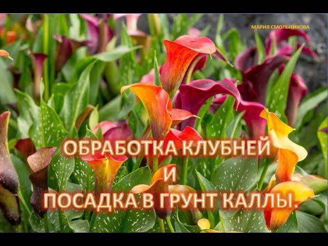 Обработка и посадка каллы.