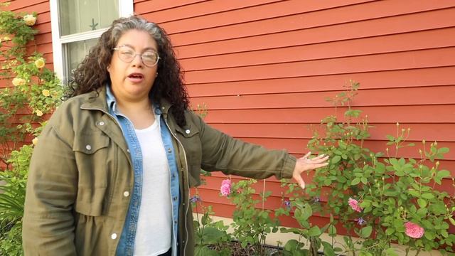 Which Roses are Blooming Today | Rose Tour смотреть онлайн