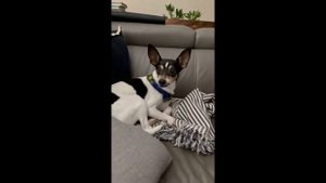 Рэт терьер. В кино, Интеллект, Вопросы и ответы,  История