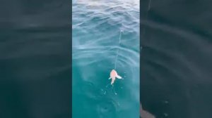 Морская рыбалка. Каспийское море , лето.