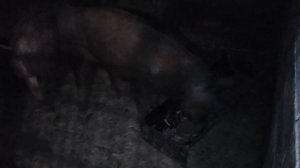 Вьетнамские свиньи и дюрок. Разочарование? Кто лучше?