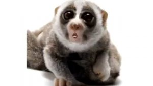 ХЕППИ БЕЗДЭЙ!