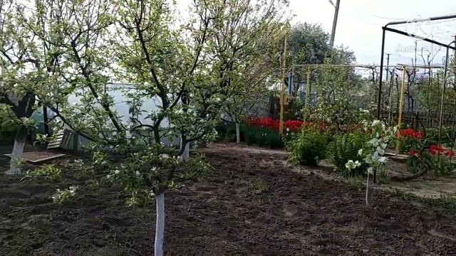 Райское яблочко!!! Деревья райские яблочки???!!! смотреть онлайн