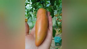 Минусинский длинный Перцевидный