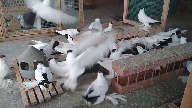 Уральские монахи Жорник Александра. смотреть онлайн