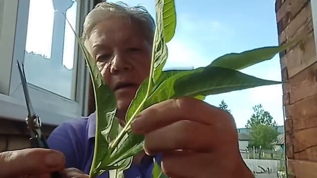 563. Июль 4, 5, 6...Дева, Луна растущая, черенкуем Флокс... смотреть онлайн