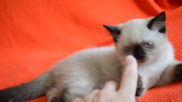 Купить шотландского котенка редкого окраса?  У нас есть такие котята для Вас!