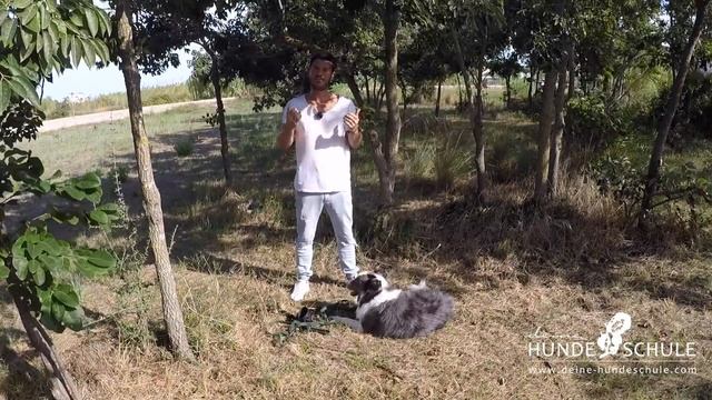 Wenn dein Hund sich nicht (an)fassen lässt und vor dir weg läuft! Profi-Tipps/Hundeerziehung смотреть онлайн